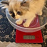 Comète a rejoint le concours — aidez-le/la à gagner de superbes lots ! kitten, cat, fluffy, long_hair, white_fur, cream_fur, blue_eyes, animal, pet, sitting, kitchen_scale, weighing, red_scale, bowl, table, tablecloth, indoors, cute, whiskers, portrait