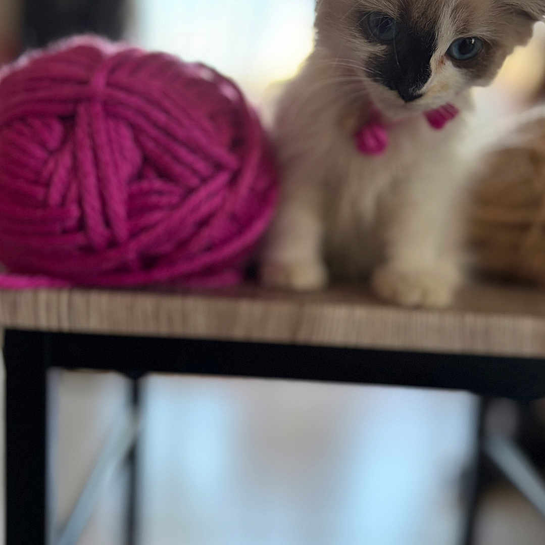 Comète a rejoint le concours — aidez-le/la à gagner de superbes lots ! kitten, cat, fluffy, long_hair, blue_eyes, sitting, yarn, yarn_ball, pink, indoors, table, shelf, window, portrait, pet, feline, whiskers, ears, cozy, blurred_background
