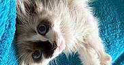 Comète participe au concours pour gagner de l'argent avec cette photo : kitten, cat, fluffy, cream_fur, blue_eyes, long_hair, pet, animal, cute, portrait, close_up, lying_down, blanket, turquoise, indoors, whiskers, pink_nose, paws, relaxed, playful