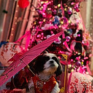 Mulan is registered to the contest to win money with this photo: dog, pet, indoor, floor, parasol, pink, tree, decorations, lanterns, lights, festive, blurred_background, fur, costume, holiday, wooden_floor, cute, small_dog, celebration, ornaments