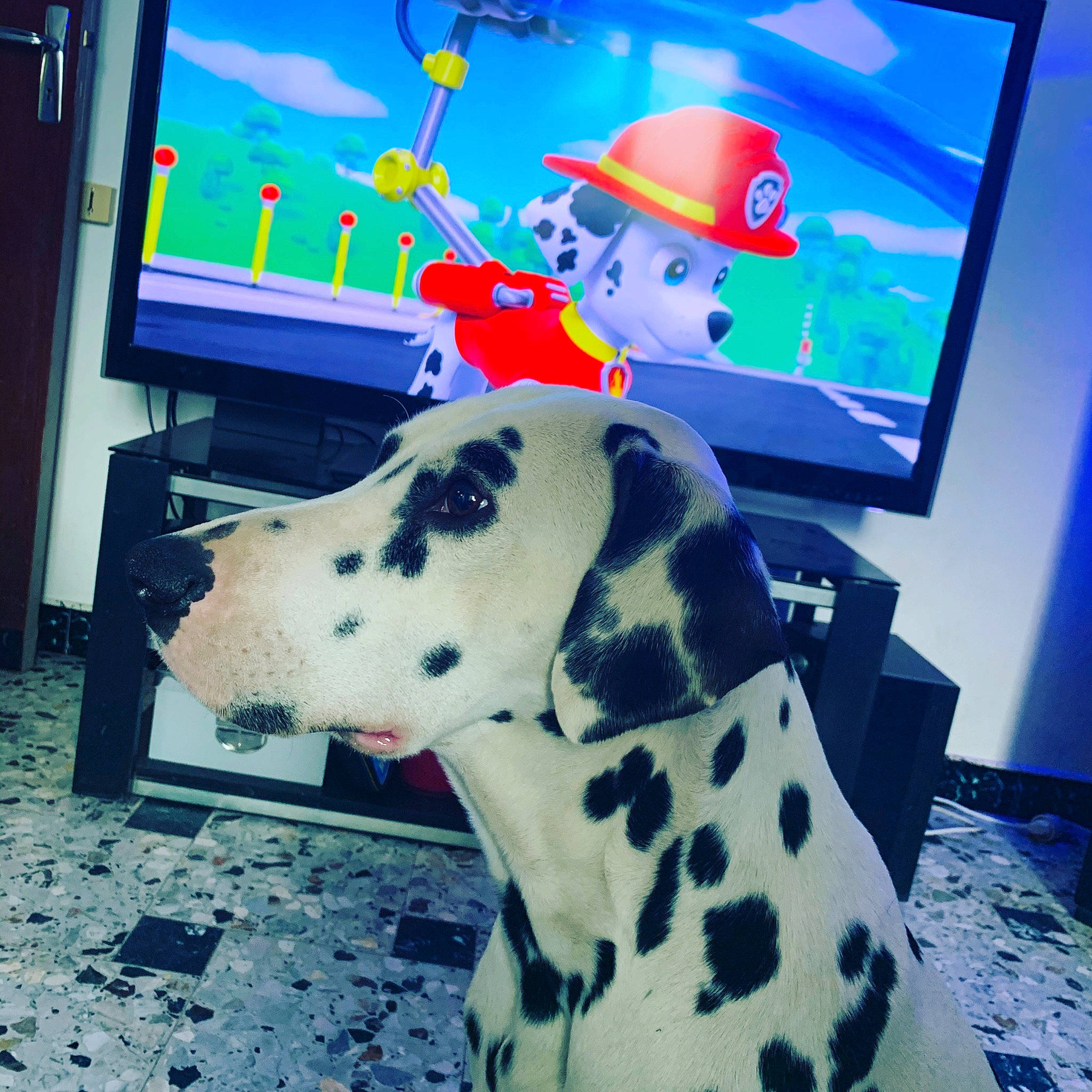 Jack Du Domaine Des Hounts participe au concours pour gagner de l'argent avec cette photo : canidae, carnivore, dalmatian, dog, dog_breed, fawn, great_dane, non_sporting_group, sky, snout, sporting_group, world