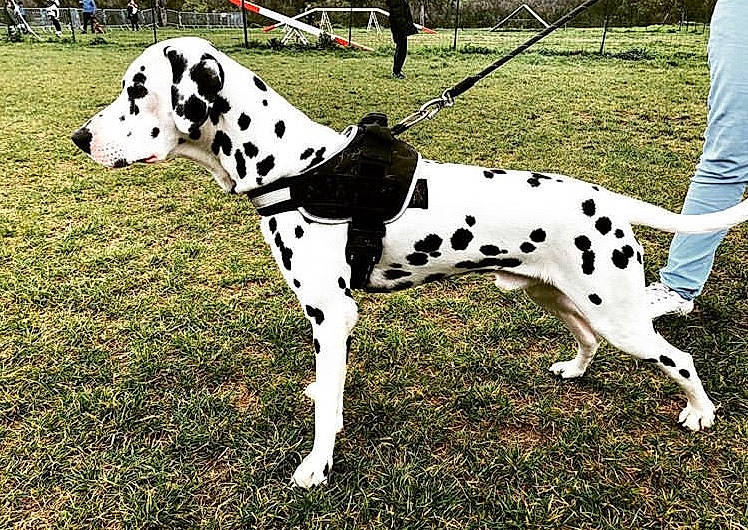 Jack Du Domaine Des Hounts