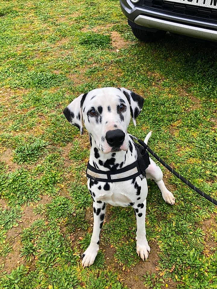 Jack Du Domaine Des Hounts a rejoint le concours — aidez-le/la à gagner de superbes lots ! canidae, carnivore, companion_dog, dalmatian, dog, dog_breed, fawn, grass, mammal, non_sporting_group, rare_breed_dog, snout, sporting_group, vertebrate