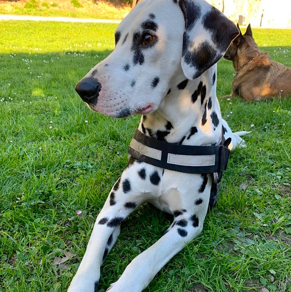 Jack Du Domaine Des Hounts participe au concours pour gagner de l'argent avec cette photo : canidae, carnivore, companion_dog, dalmatian, dog, dog_breed, fawn, mammal, non_sporting_group, snout, sporting_group, vertebrate