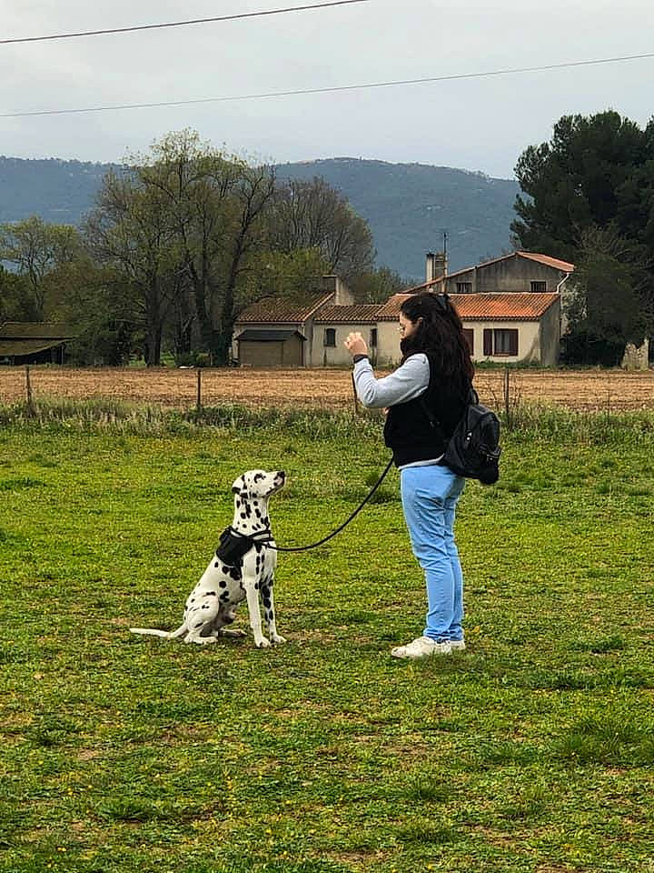 Jack Du Domaine Des Hounts a rejoint le concours — aidez-le/la à gagner de superbes lots ! canidae, dog_breed, leash, obedience_training, sporting_group