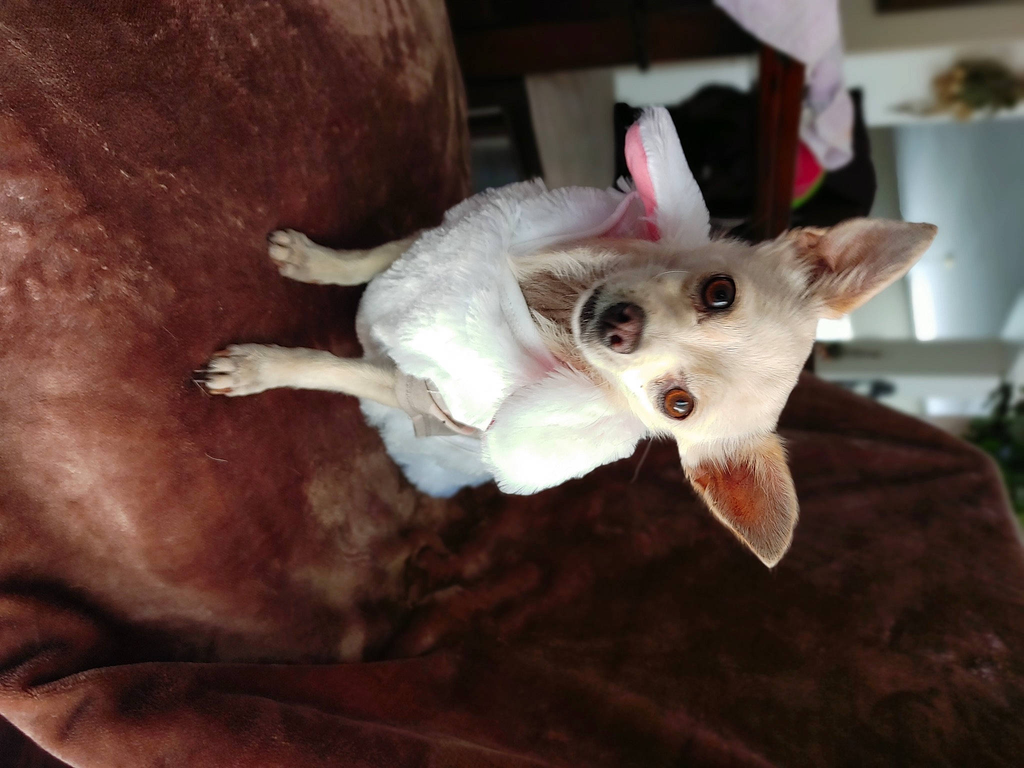 Olivia is registered to the contest to win money with this photo: brown, carnivore, cat, claw, fawn, felidae, fur, liver, paw, small_to_medium_sized_cats, snout, terrestrial_animal, whiskers