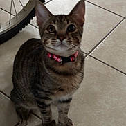 Leo joined the competition — help win amazing prizes! cat, kitten, tabby, collar, indoor, floor, tile, bicycle, wheel, pet, animal, cute, curious, domestic, feline, whiskers, ears, paws, sitting, looking_up