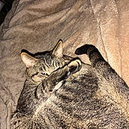Bubba joined the competition — help win amazing prizes! cat, tabby, pet, animal, feline, paw, blanket, soft, cozy, indoor, resting, fur, striped, cute, sleepy, relaxed, whiskers, tail, ears, playful