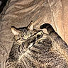 cat, tabby, pet, animal, feline, paw, blanket, soft, cozy, indoor, resting, fur, striped, cute, sleepy, relaxed, whiskers, tail, ears, playful