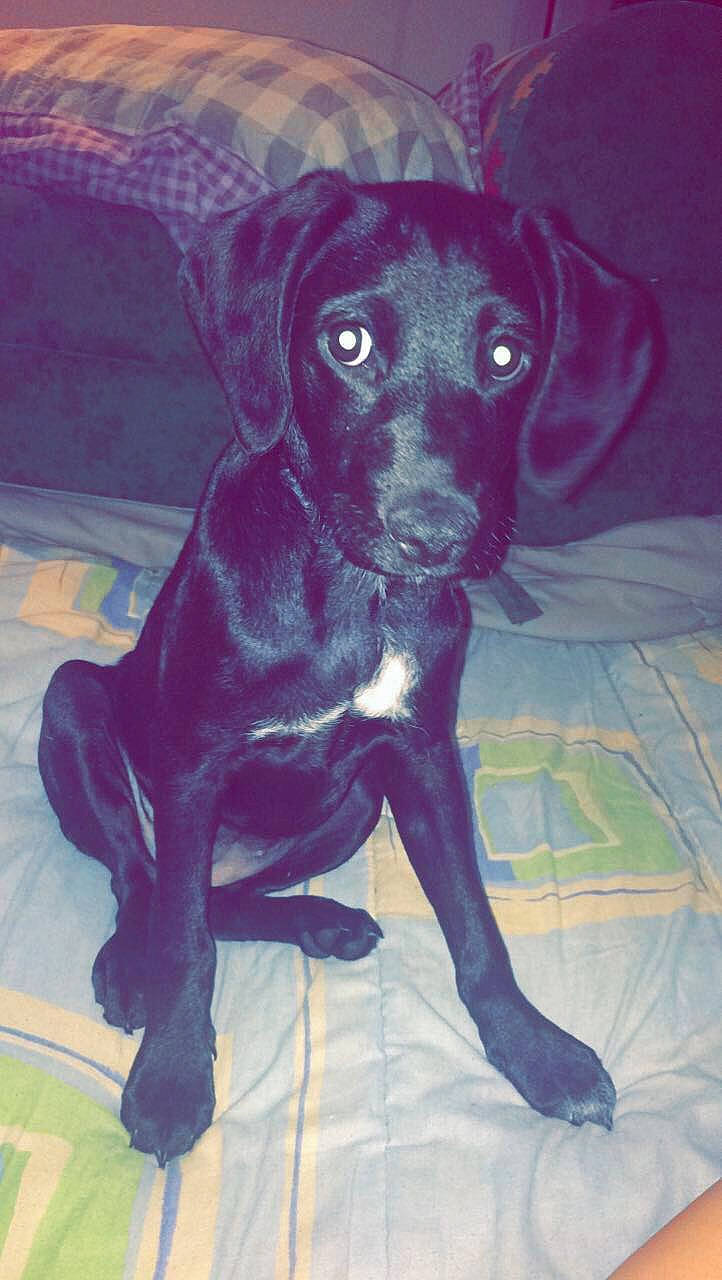 Miou participe au concours pour gagner de l'argent avec cette photo : borador, canidae, carnivore, companion_dog, dog, dog_breed, electric_blue, fawn, fur, gun_dog, hunting_dog, liver, non_sporting_group, puppy, snout, sporting_group, tail, vertebrate, whiskers, working_animal