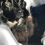 Zoey joined the competition — help win amazing prizes! dog, black_dog, pet, canine, close_up, portrait, golden_eyes, fur, long_hair, fluffy, car_interior, car_seat, sunlight, shadow, nose, whiskers, attentive, sitting, cozy, portrait_lighting