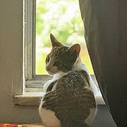 Smokey joined the competition — help win amazing prizes! cat, gray_cat, white_cat, pet, animal, sitting, windowsill, window, curtain, indoor, daylight, backlighting, leafy_background, cozy, home, magazines, wood_surface, looking_back, profile, tail