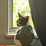 cat, gray_cat, white_cat, pet, animal, sitting, windowsill, window, curtain, indoor, daylight, backlighting, leafy_background, cozy, home, magazines, wood_surface, looking_back, profile, tail