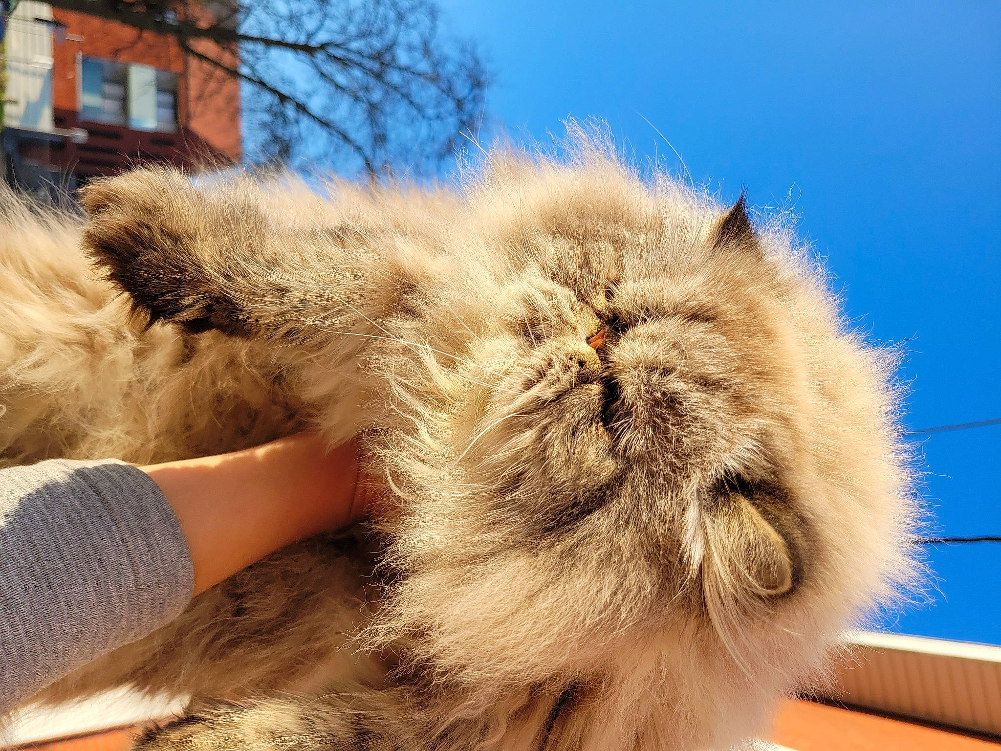 Sherkan a rejoint le concours — aidez-le/la à gagner de superbes lots ! building, carnivore, cat, claw, fawn, felidae, fur, paw, sky, small_to_medium_sized_cats, snout, terrestrial_animal, whiskers, window