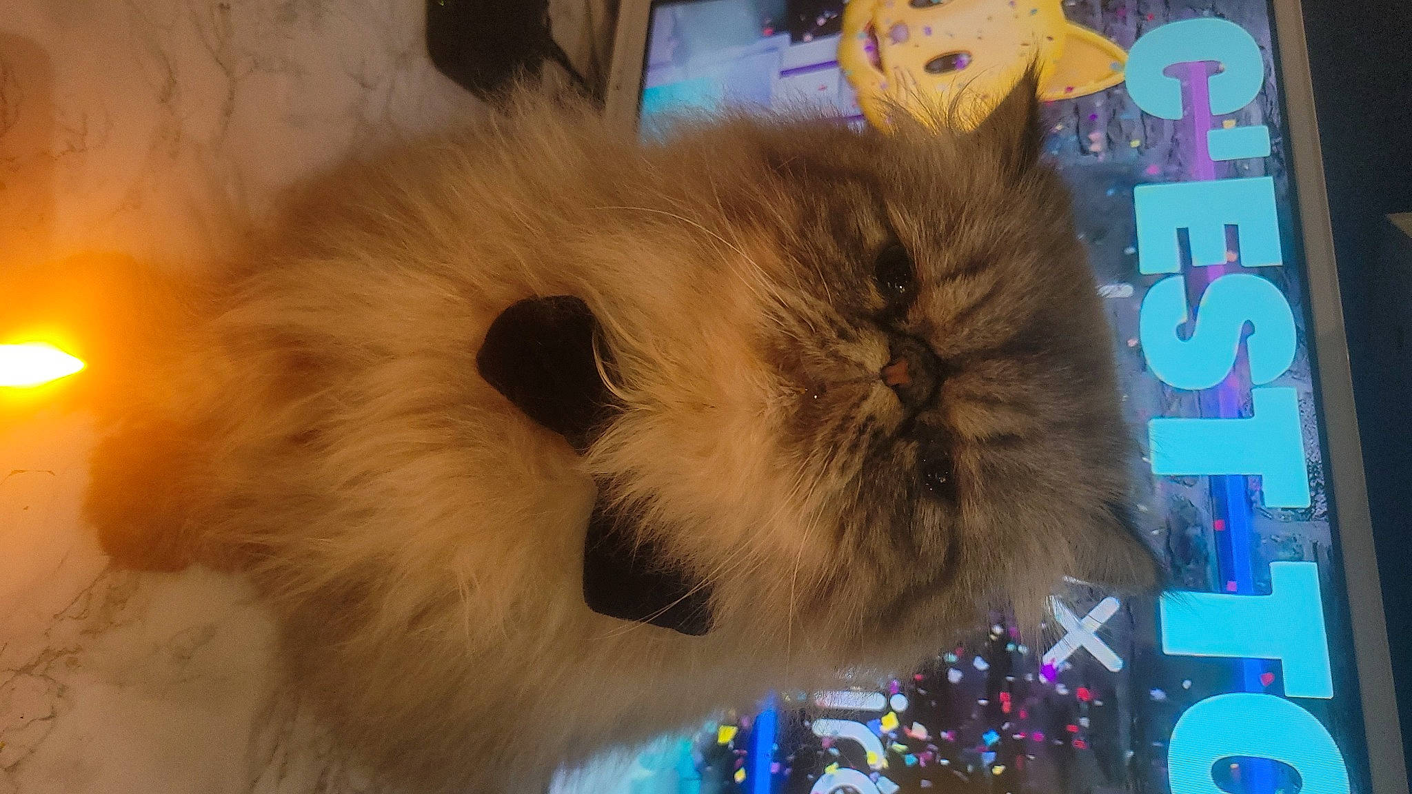 Sherkan participe au concours pour gagner de l'argent avec cette photo : bag, box, cardboard, carnivore, companion_dog, event, fashion_accessory, fawn, felidae, fur, games, paw, plush, small_to_medium_sized_cats, snout, stuffed_toy, tail, toy, whiskers