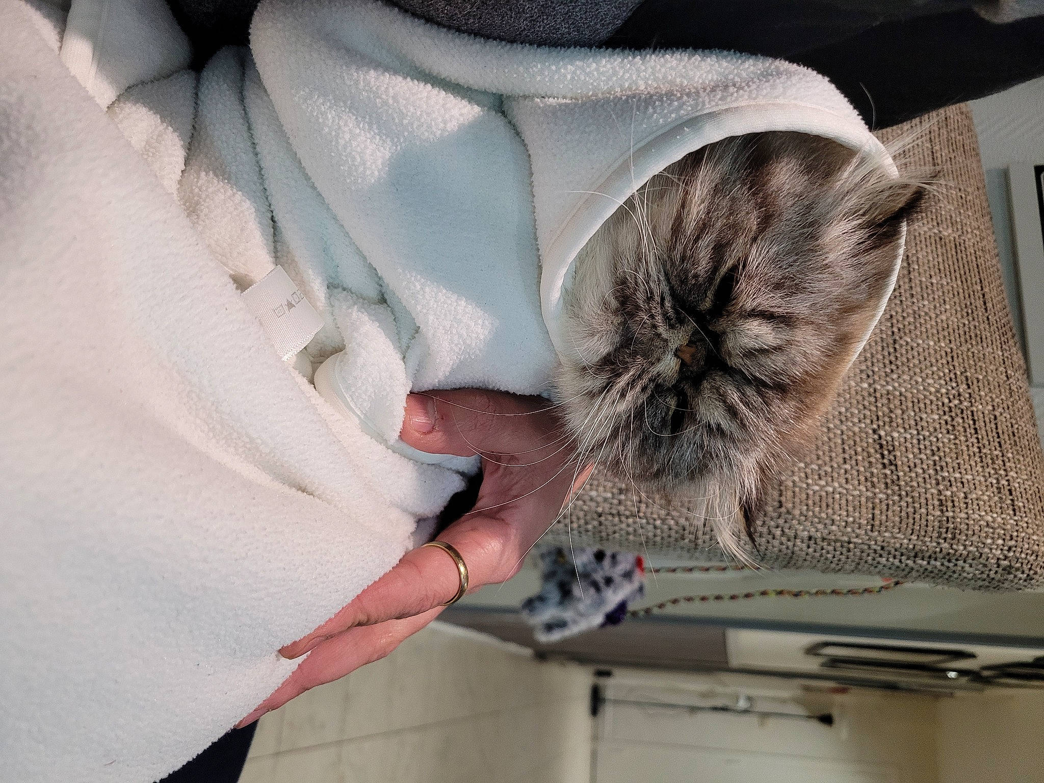 Sherkan participe au concours pour gagner de l'argent avec cette photo : cat, domestic_short_haired_cat, dress_shirt, fashion_accessory, fashion_design, feather, felidae, formal_wear, fur, gesture, nail, pattern, room, sleeve, small_to_medium_sized_cats, suit, tie, whiskers, wool, wrist