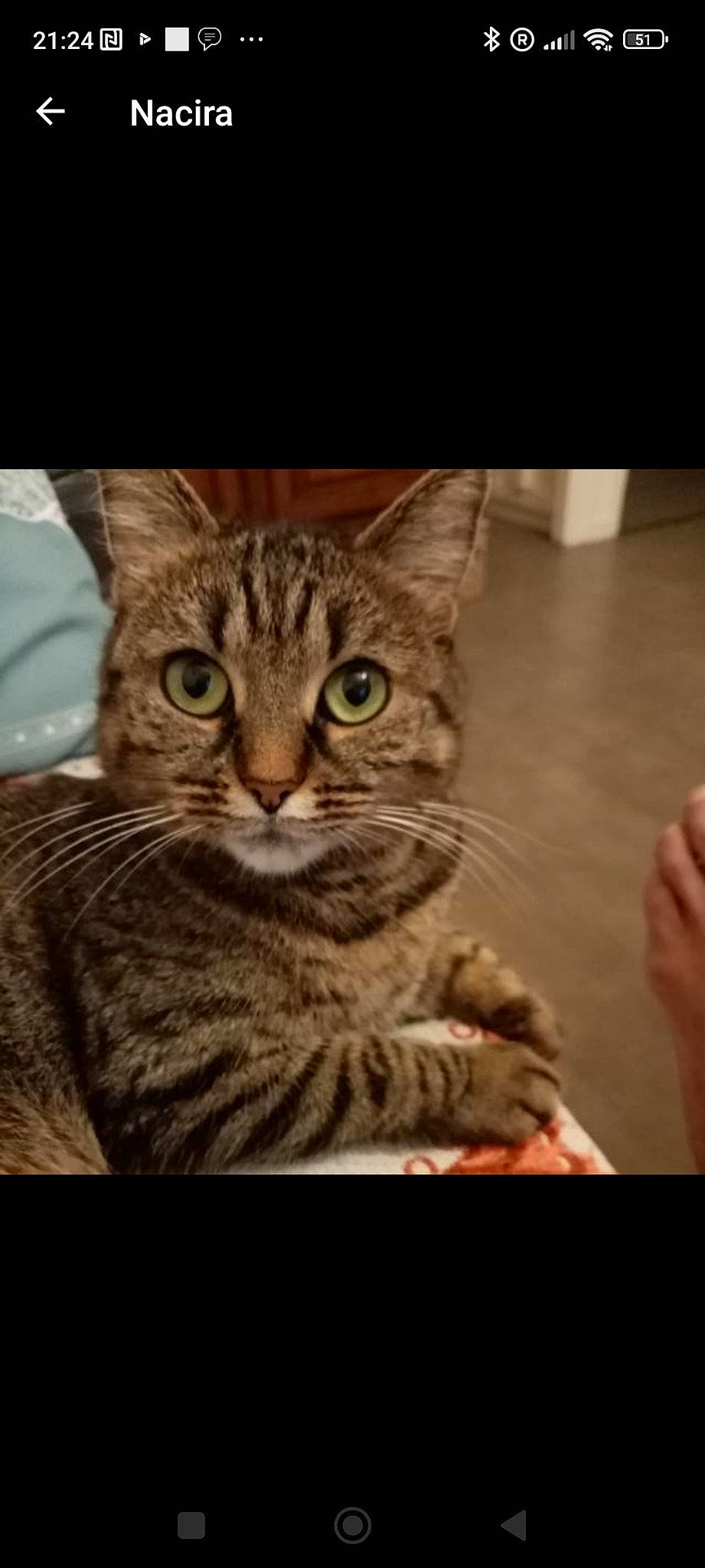 Fifi a rejoint le concours — aidez-le/la à gagner de superbes lots ! carnivore, cat, domestic_short_haired_cat, eye, felidae, flooring, fur, gesture, photo_caption, sitting, small_to_medium_sized_cats, snout, square, terrestrial_animal, whiskers, wood