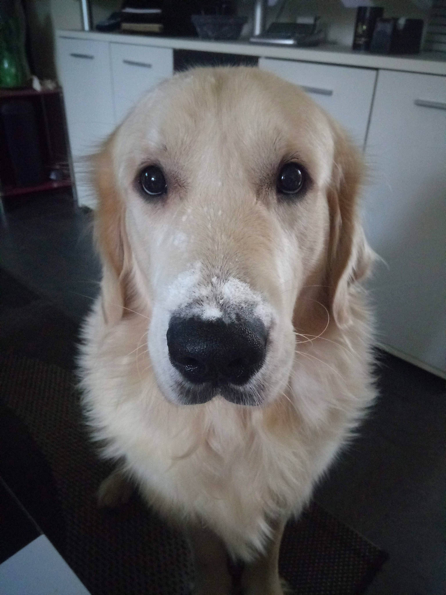 N'Heyko participe au concours pour gagner de l'argent avec cette photo : beagador, canidae, carnivore, companion_dog, dog, dog_breed, fawn, fur, golden_retriever, head, labrador_retriever, mammal, nose, puppy, rare_breed_dog, retriever, snout, sporting_group, whiskers