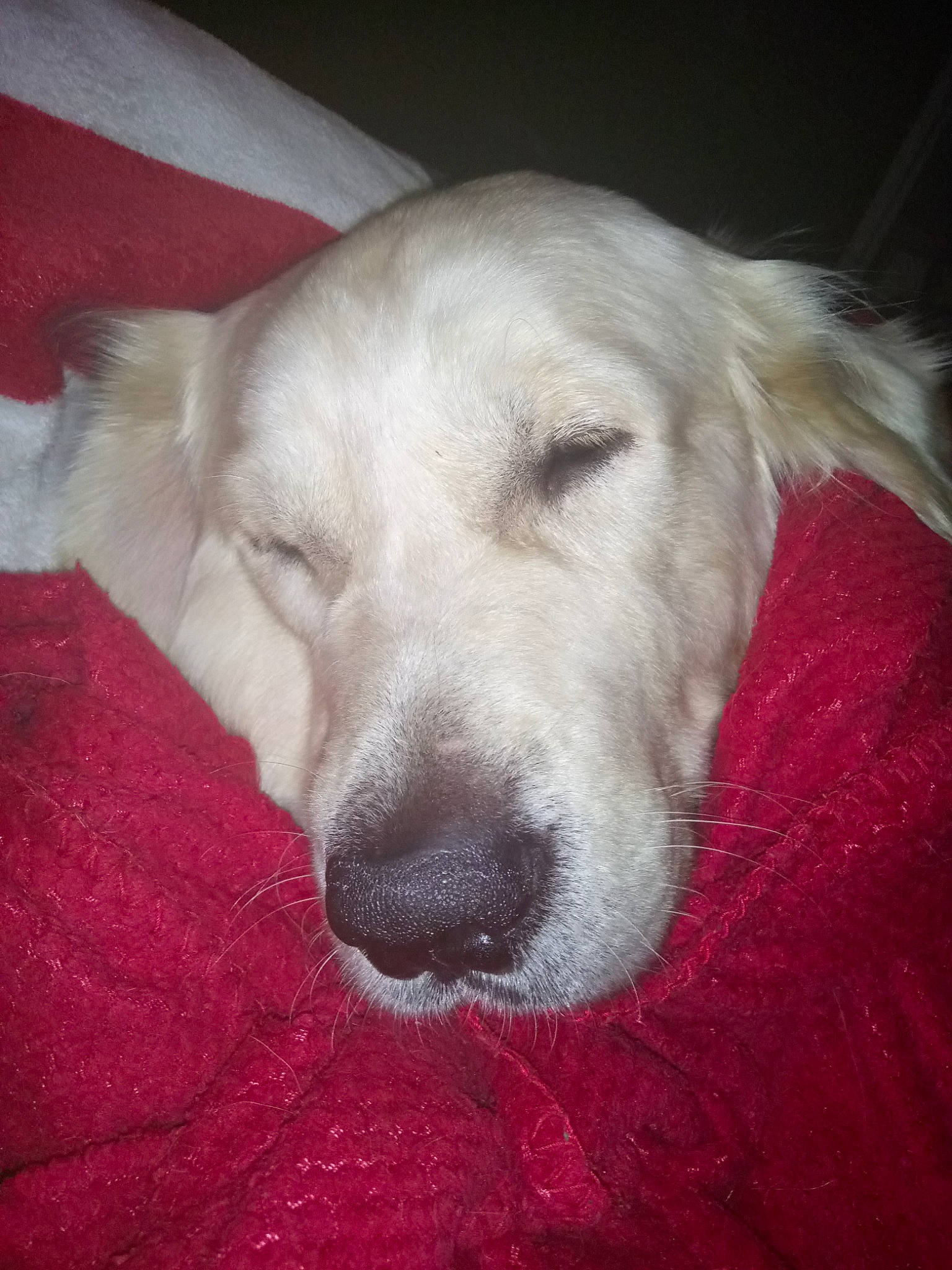 N'Heyko participe au concours pour gagner de l'argent avec cette photo : akbash_dog, canidae, carnivore, companion_dog, dog, dog_breed, great_pyrenees, livestock_guardian_dog, mammal, retriever, slovak_cuvac, snout, sporting_group, vertebrate