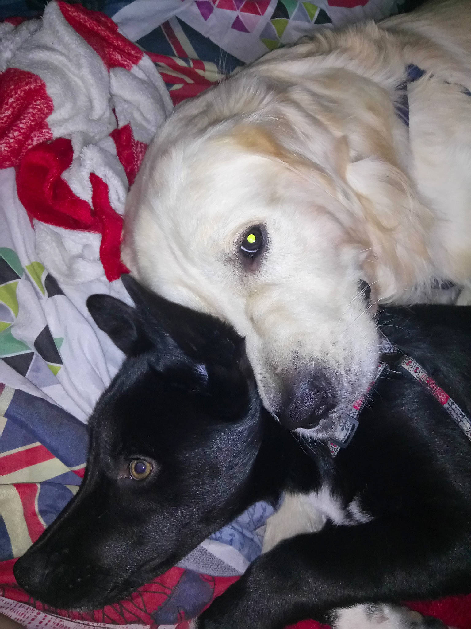 Lucky participe au concours pour gagner de l'argent avec cette photo : borzoi, canidae, carnivore, dog, dog_breed, galgo_espanol, greyhound, hortaya_borzaya, lurcher, mammal, polish_greyhound, rare_breed_dog, saluki, sighthound, silken_windhound, snout, sporting_group, vertebrate, whippet, whiskers