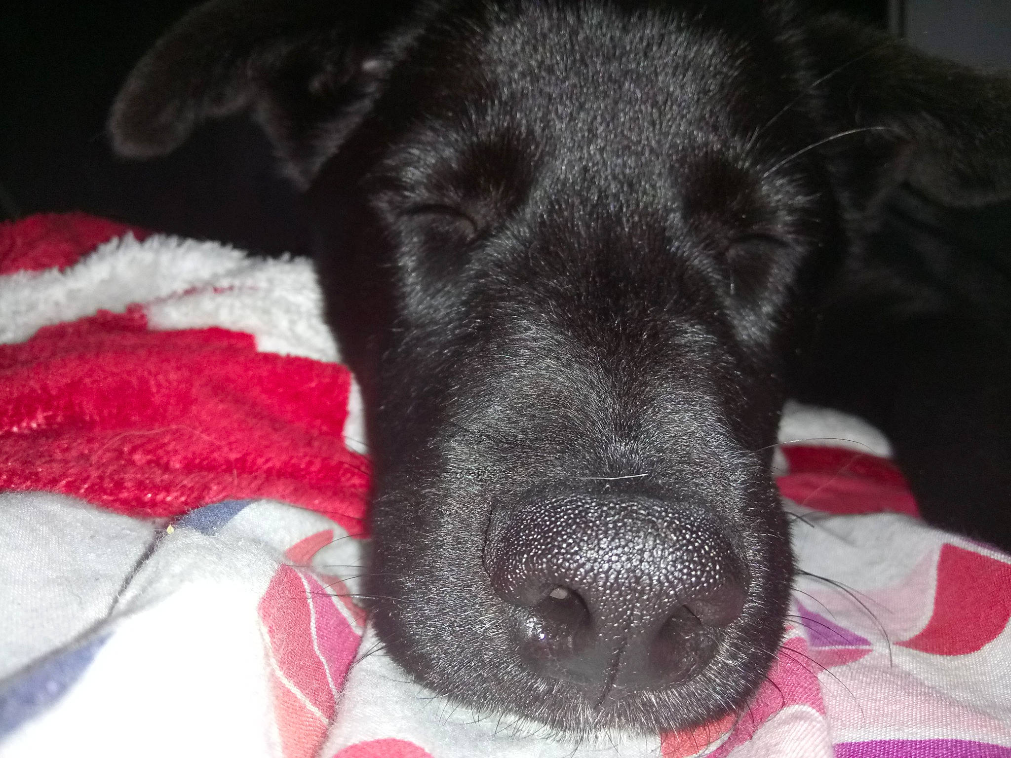 Lucky participe au concours pour gagner de l'argent avec cette photo : beagador, black, borador, canidae, carnivore, dog, dog_breed, ear, fur, labrador_retriever, mammal, nose, patterdale_terrier, puppy, retriever, snout, sporting_group, whiskers