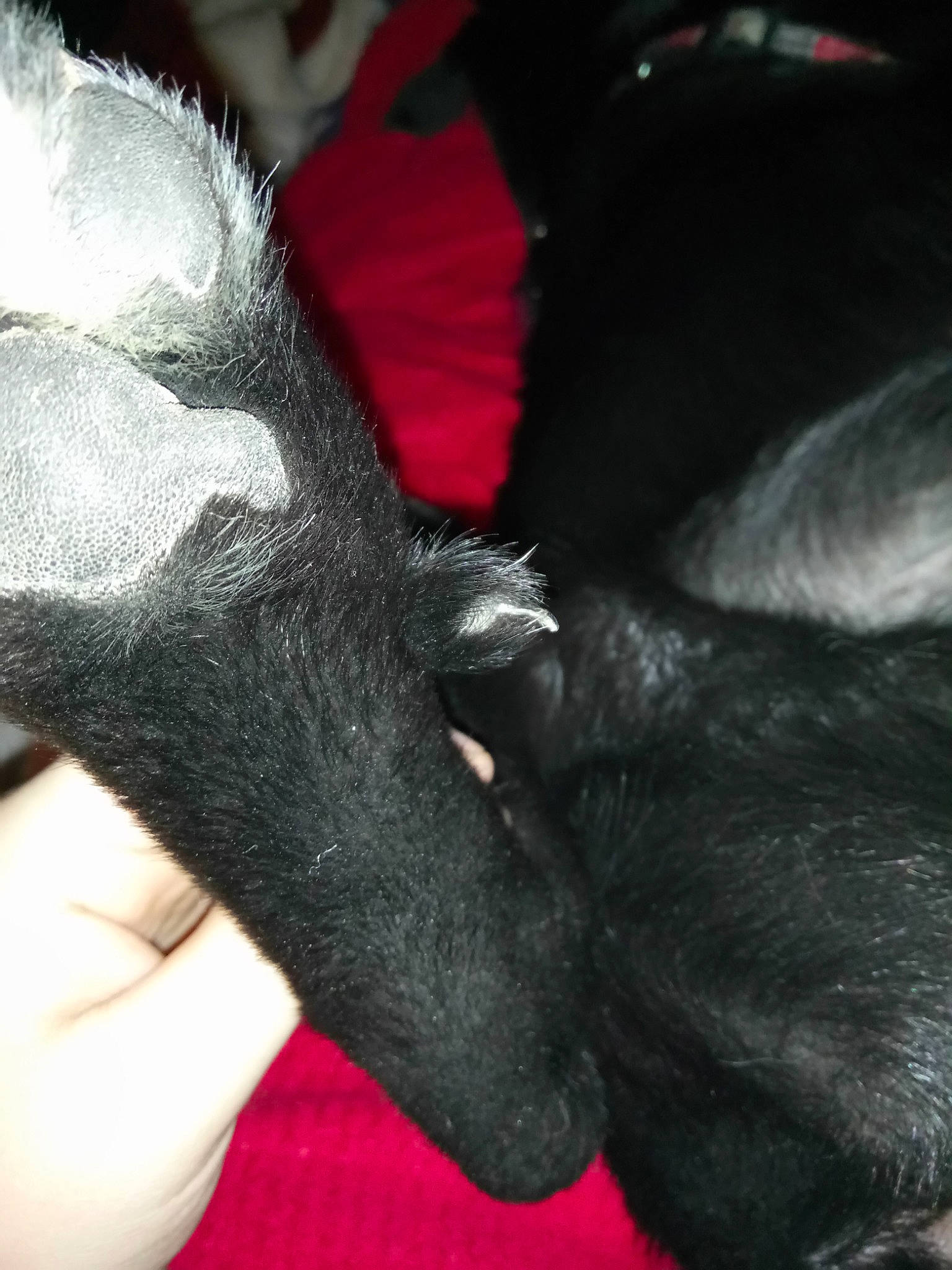 Lucky a rejoint le concours — aidez-le/la à gagner de superbes lots ! black_hair, canidae, carnivore, claw, ear, hand, nail, puppy, tail