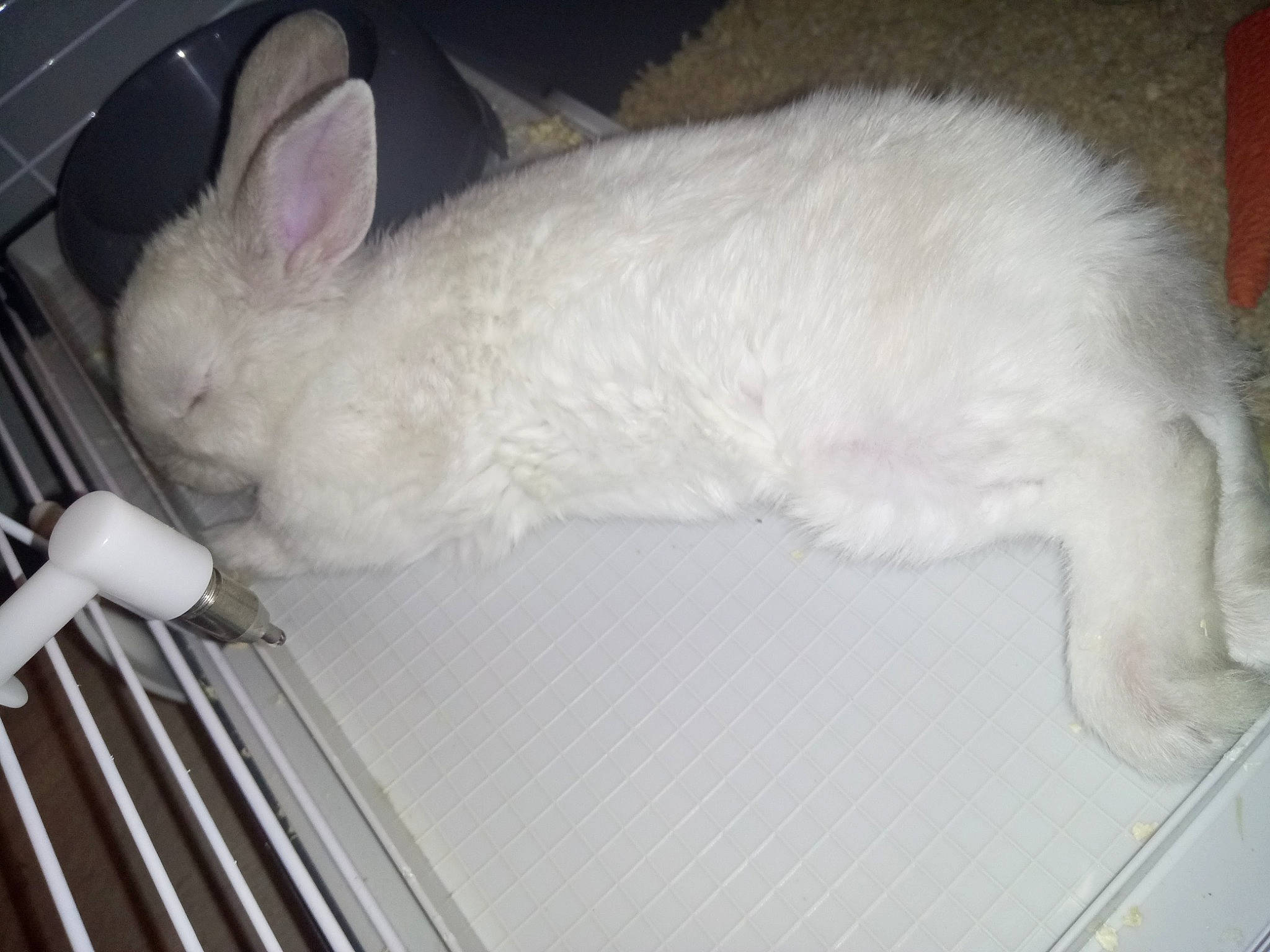 Patapouf a rejoint le concours — aidez-le/la à gagner de superbes lots ! domestic_rabbit, ear, fawn, fur, hare, rabbit, rabbits_and_hares, skin, tail, turkish_angora, whiskers, white