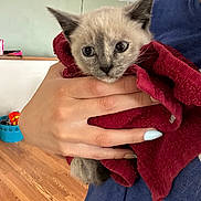 Sylvie joined the competition — help win amazing prizes! kitten, cat, towel, hand, person, indoor, wooden_floor, manicure, nail_polish, blue_shirt, curious, pet, domestic_animal, fur, young_animal, cozy, holding, close_up, animal_face, home