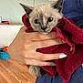kitten, cat, towel, hand, person, indoor, wooden_floor, manicure, nail_polish, blue_shirt, curious, pet, domestic_animal, fur, young_animal, cozy, holding, close_up, animal_face, home