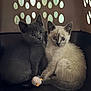 kitten, cat, pet_carrier, toy, plush_toy, grey_cat, cream_cat, animal, cute, indoor, pets, snuggling, young, small, fur, ears, eyes, sitting, close, domestic