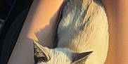 Sylvie is registered to the contest to win money with this photo: cat, animal, pet, lap, sleeping, relaxing, sunlight, car_interior, steering_wheel, seatbelt, person, legs, orange_shorts, fur, whiskers, closeup, daylight, resting, domestic_cat, cute