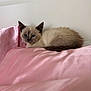 Sylvie joined the competition — help win amazing prizes! kitten, cat, siamese, pet, animal, feline, sleepy, cute, fluffy, indoor, pink_pillow, soft_texture, resting, young, fur, whiskers, ears, tail, closeup, cozy