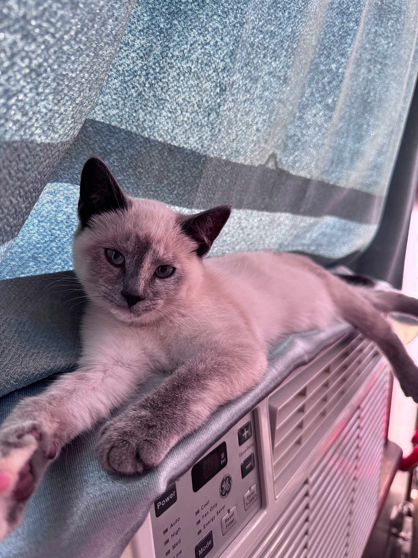 Sylvie
