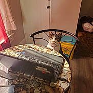 Raven is registered to the contest to win money with this photo: animal, basket, cat, chair, computer, curtain, dining_room, door, feline, indoors, laptop, pet, portrait, sitting, storage_bins, sunlight, table, tablecloth, window, wooden_floor