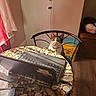animal, basket, cat, chair, computer, curtain, dining_room, door, feline, indoors, laptop, pet, portrait, sitting, storage_bins, sunlight, table, tablecloth, window, wooden_floor