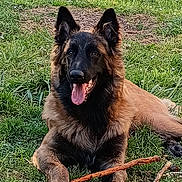 écho a rejoint le concours — aidez-le/la à gagner de superbes lots ! animal, canine, daylight, dog, ears_up, fur, german_shepherd, grass, greenery, happy, laying_down, muzzle, nature, outdoor, park, pet, playful, snout, stick, tongue_out