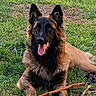 animal, canine, daylight, dog, ears_up, fur, german_shepherd, grass, greenery, happy, laying_down, muzzle, nature, outdoor, park, pet, playful, snout, stick, tongue_out