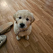 Nala Grace Wahden joined the competition — help win amazing prizes! adorable, animal, brown_floor, collar, companion, cute, dog, domestic_animal, floor, fluffy, golden_retriever, household, indoor, looking_up, pet, puppy, slippers, small_dog, wooden_floor, young