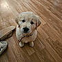 adorable, animal, brown_floor, collar, companion, cute, dog, domestic_animal, floor, fluffy, golden_retriever, household, indoor, looking_up, pet, puppy, slippers, small_dog, wooden_floor, young