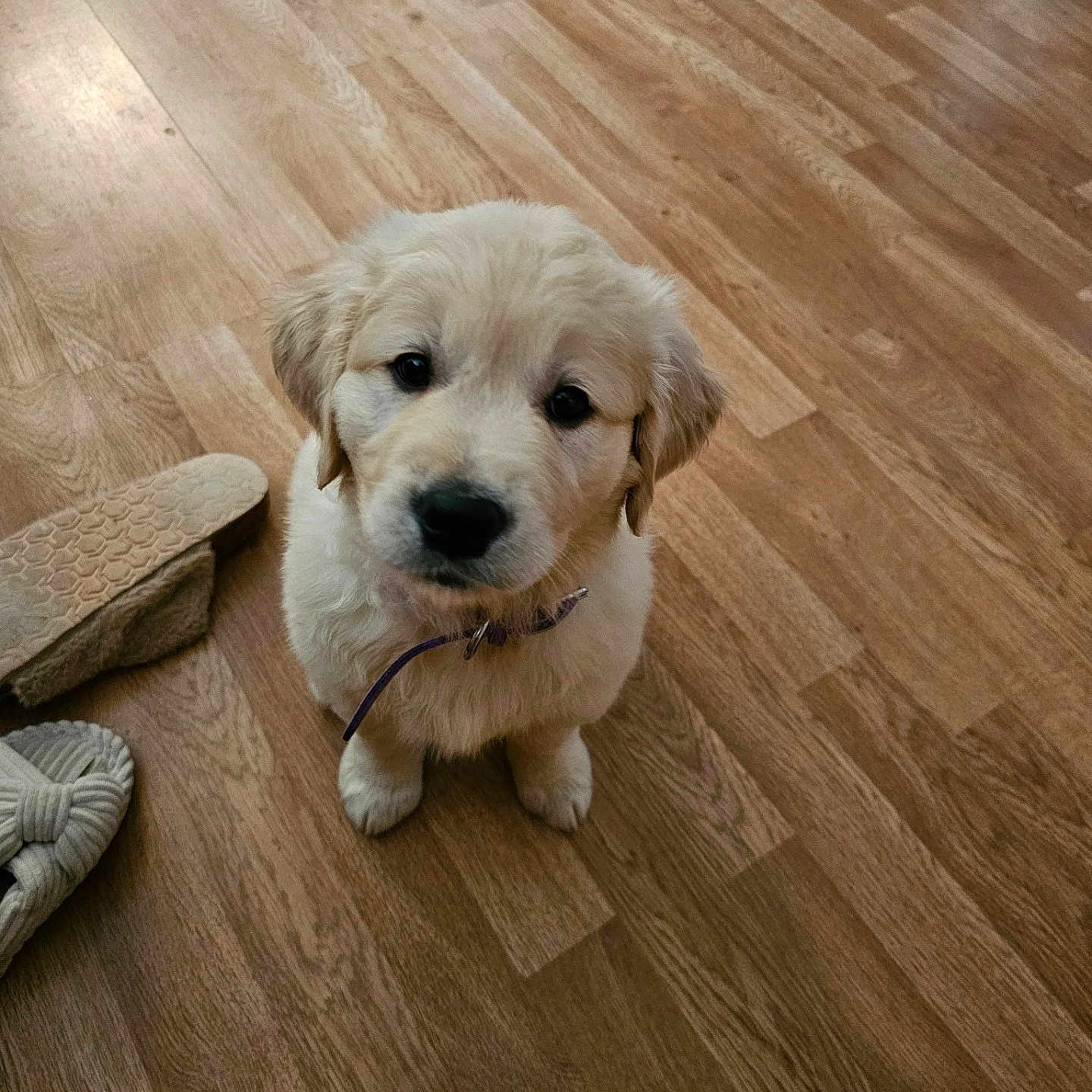 Nala Grace Wahden joined the competition — help win amazing prizes! adorable, animal, brown_floor, collar, companion, cute, dog, domestic_animal, floor, fluffy, golden_retriever, household, indoor, looking_up, pet, puppy, slippers, small_dog, wooden_floor, young