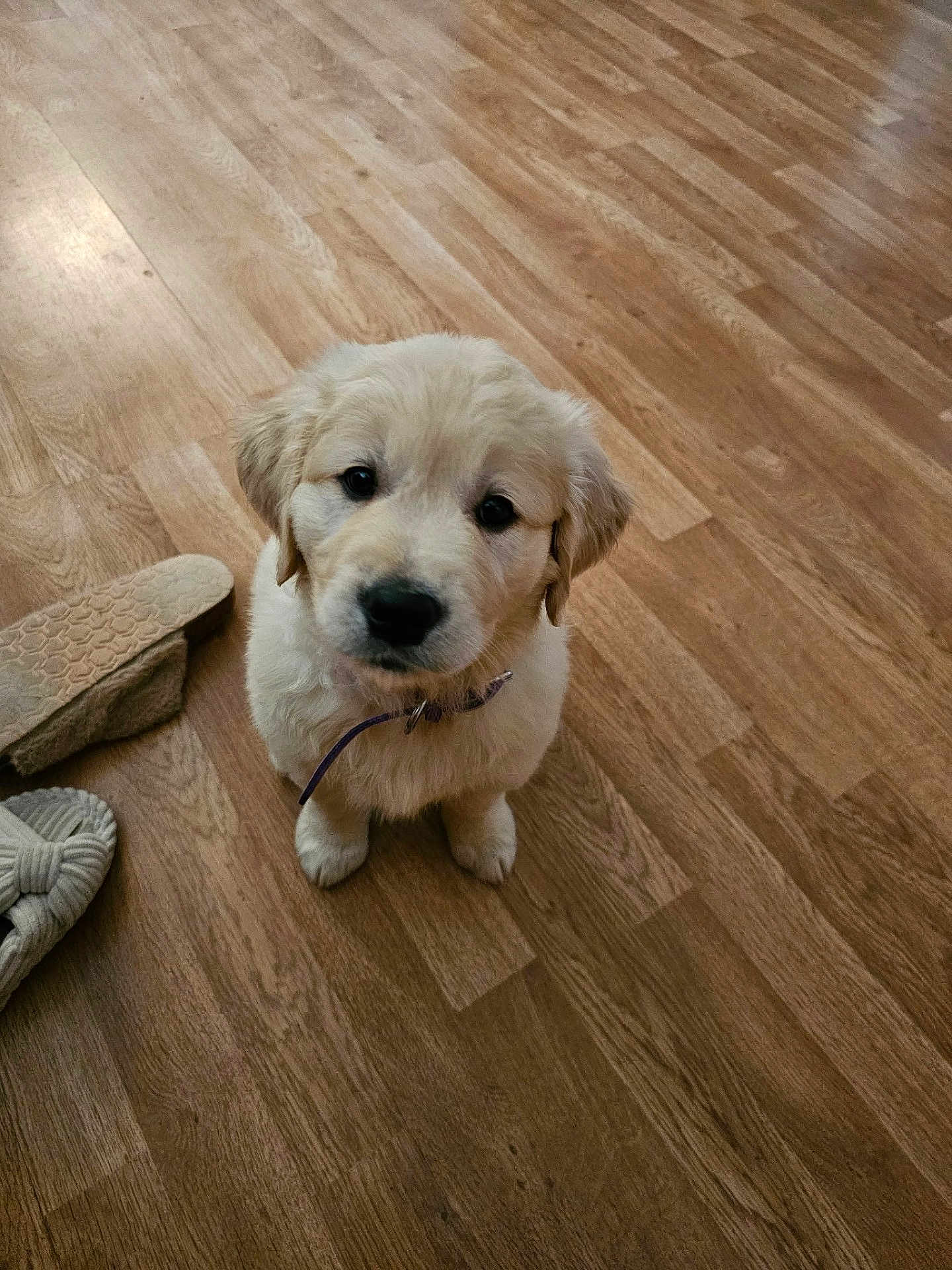 Nala Grace Wahden joined the competition — help win amazing prizes! adorable, animal, brown_floor, collar, companion, cute, dog, domestic_animal, floor, fluffy, golden_retriever, household, indoor, looking_up, pet, puppy, slippers, small_dog, wooden_floor, young