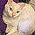 Jasper