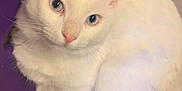 Jasper is registered to the contest to win money with this photo: animal, blue_eyes, cat, closeup, companion, cute, domestic_cat, ears, feline, fluffy, fur, indoor, looking, mammal, pet, purple_surface, relaxed, tail, whiskers, white_cat