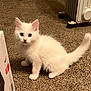 Jasper joined the competition — help win amazing prizes! animal, blue_eyes, box, carpet, cat, curious, cute, domestic, feline, floor, fur, indoor, kitten, pet, radiator, sitting, small, tail, whiskers, white_fur