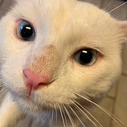 Jasper is registered to the contest to win money with this photo: animal, blue_eyes, cat, close, close_up, curious, cute, domestic_animal, face, feline, floor_tiles, indoor, looking, mammal, pet, pink_nose, portrait, soft_fur, whiskers, white_cat