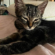 Isis a rejoint le concours — aidez-le/la à gagner de superbes lots ! animal, bed, cat, closeup, cozy, cute, domestic, feline, fur, indoor, kitten, laying, pet, relaxed, resting, sleepy, soft, tabby, whiskers, young