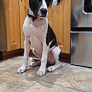 Hattie is registered to the contest to win money with this photo: dog, black_and_white, puppy, collar, halloween, pumpkin, kitchen, tile_floor, wooden_cabinets, oven_mitts, skeleton_design, pet, indoor, sitting, cute, young_dog, floor, appliance, stainless_steel, decor