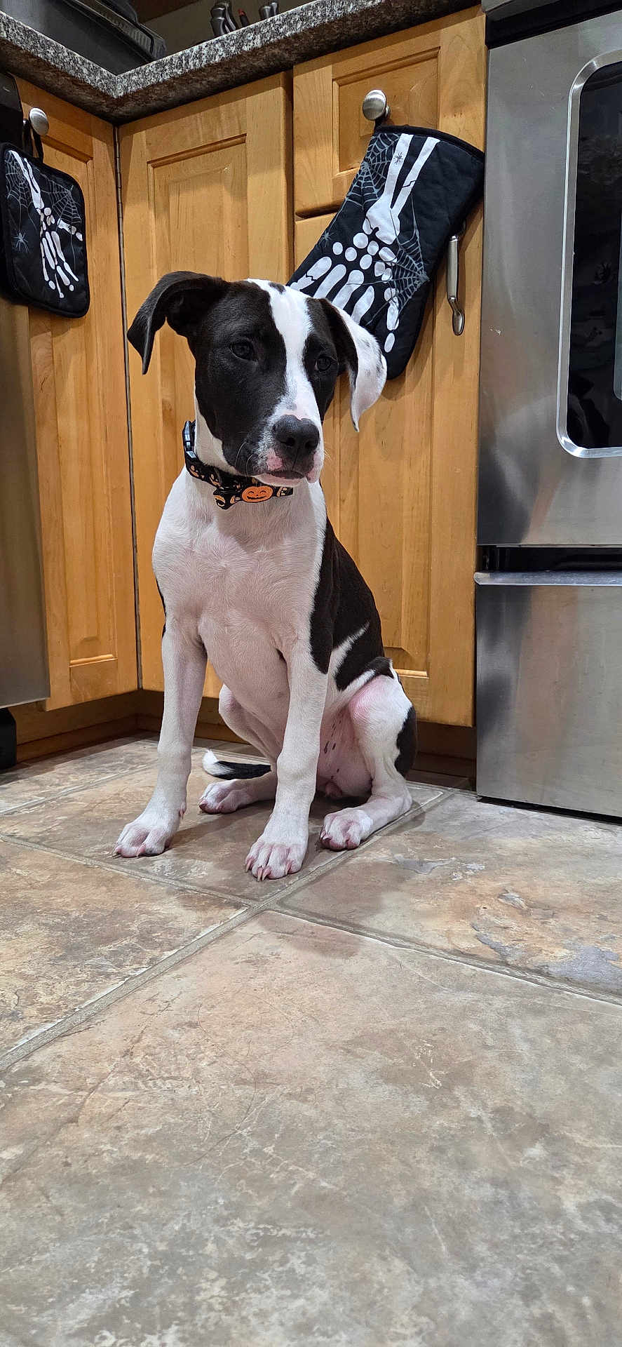 Hattie is registered to the contest to win money with this photo: dog, black_and_white, puppy, collar, halloween, pumpkin, kitchen, tile_floor, wooden_cabinets, oven_mitts, skeleton_design, pet, indoor, sitting, cute, young_dog, floor, appliance, stainless_steel, decor