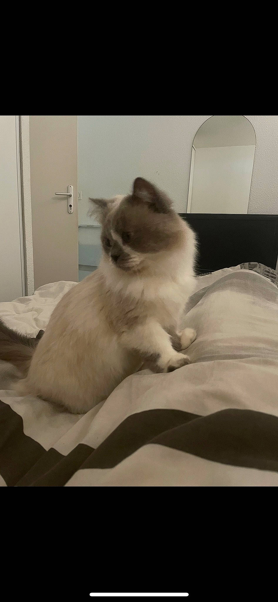 Horus a rejoint le concours — aidez-le/la à gagner de superbes lots ! bedding, carnivore, cat, comfort, door, fawn, felidae, fur, grey, hardwood, linens, nap, paw, rectangle, room, small_to_medium_sized_cats, snout, tail, terrestrial_animal, whiskers