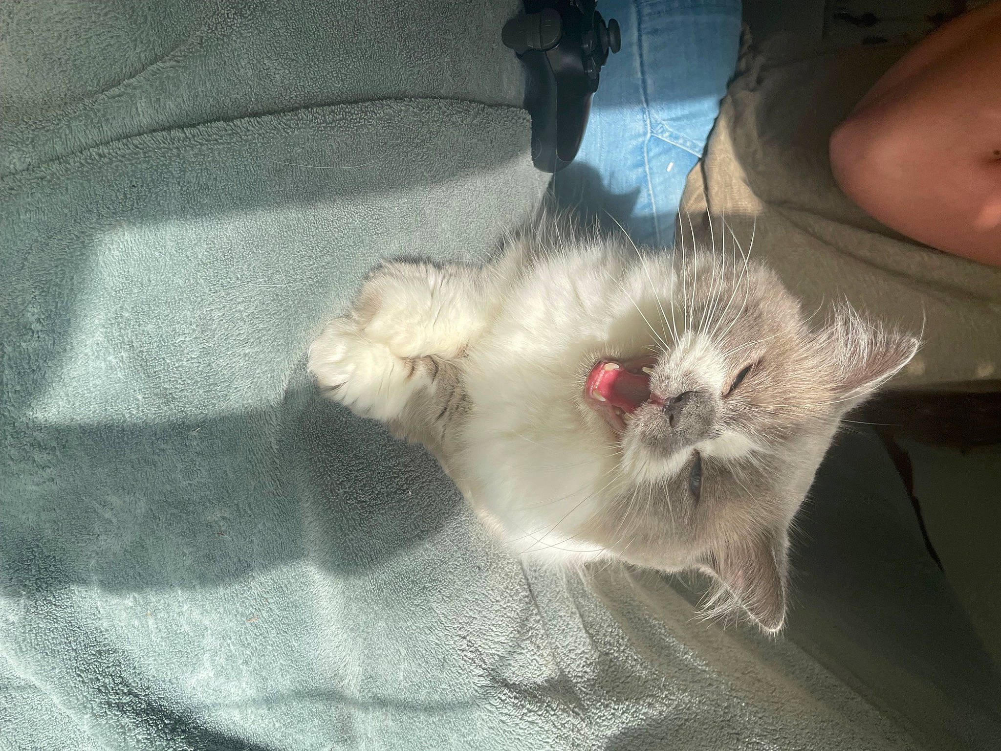 Horus a rejoint le concours — aidez-le/la à gagner de superbes lots ! carnivore, cat, claw, comfort, domestic_short_haired_cat, fawn, felidae, foot, fur, gesture, grey, nap, paw, small_to_medium_sized_cats, snout, tail, whiskers